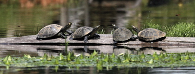 yellow spotted turtles