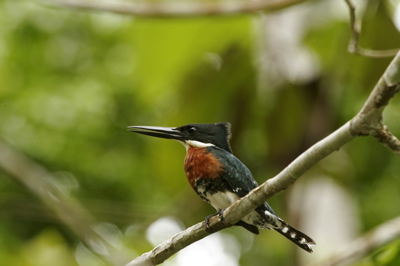 Amazon Kingfisher