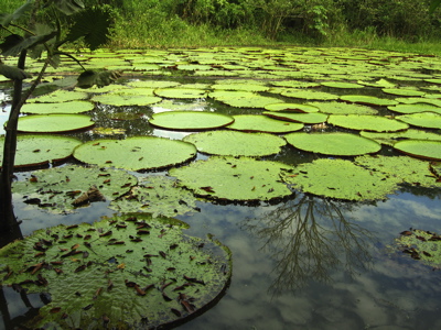 Amazon Giant Water Lilies